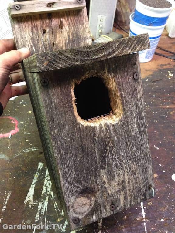 squirrel proof birdhouse