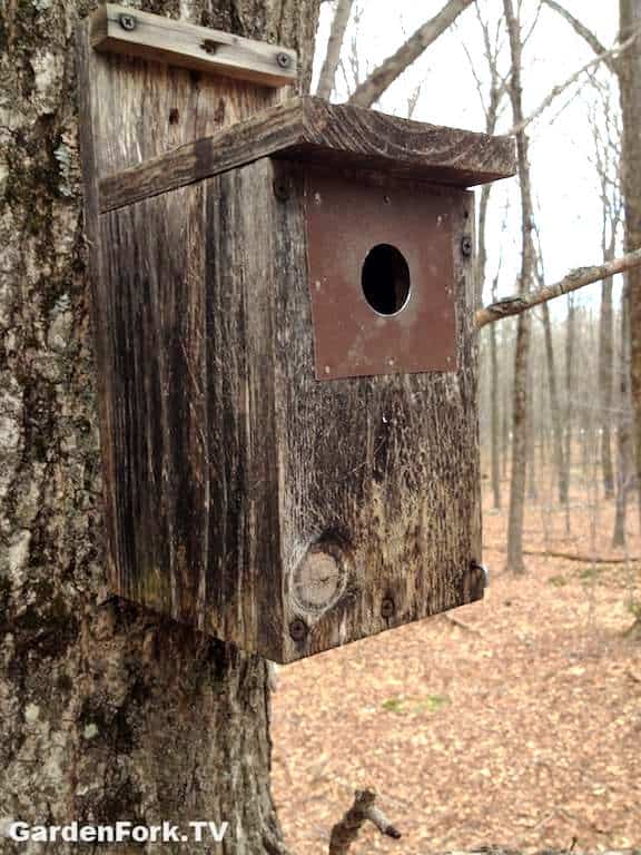 squirrel proof birdhouse