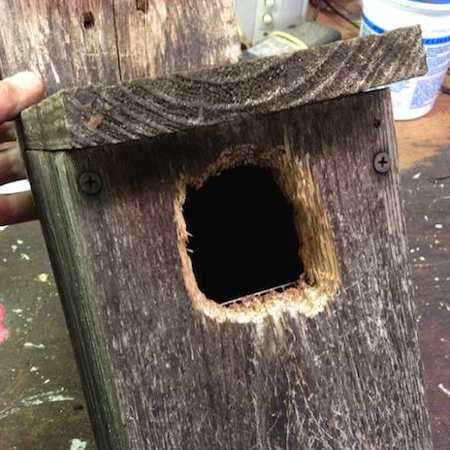 squirrel proof birdhouse