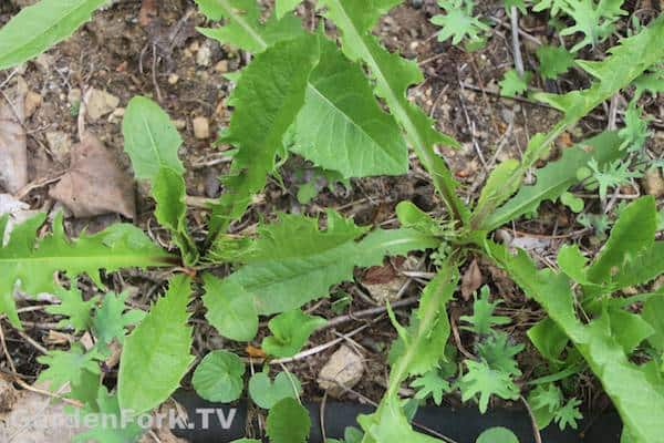 foraging for wild edible plants