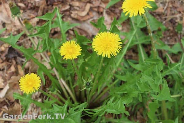 foraging for wild edible plants