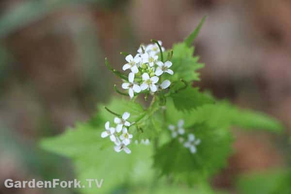 foraging for wild edible plants