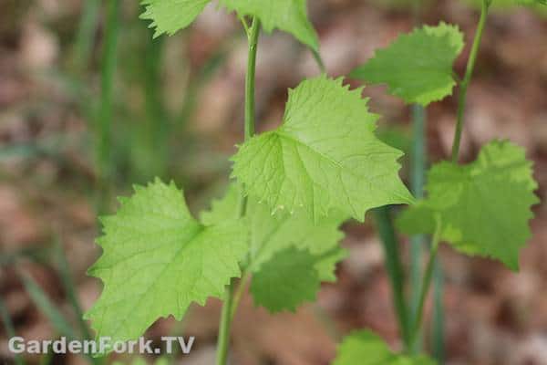 foraging for wild edible plants