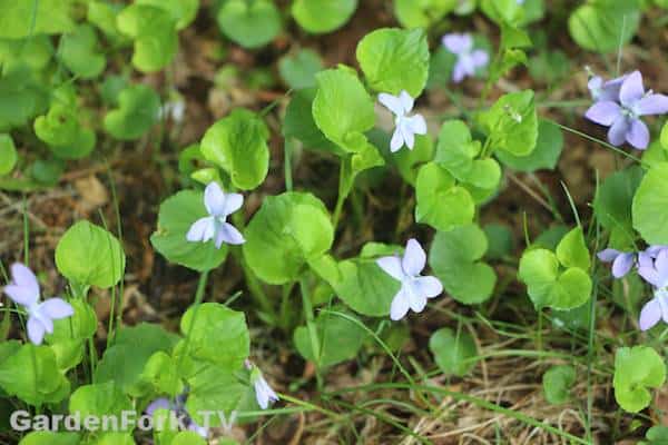 foraging for wild edible plants