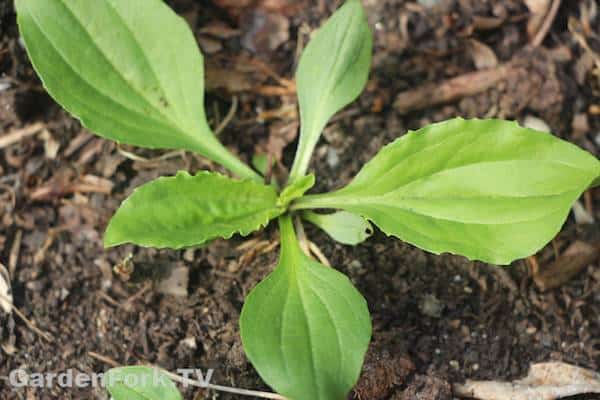 foraging for wild edible plants