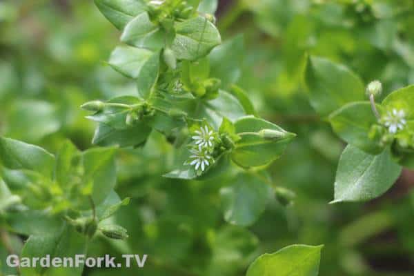 foraging for wild edible plants