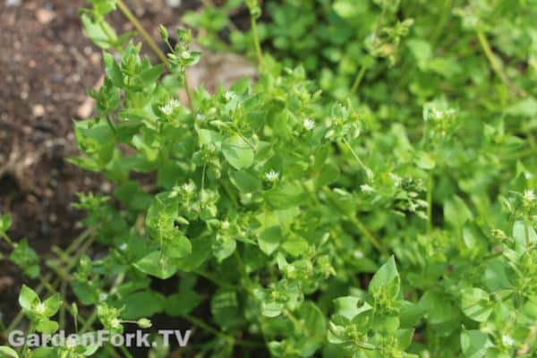 foraging for wild edible plants