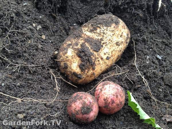 harvest-potatoes 1