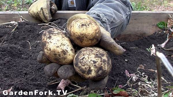 harvest potatoes