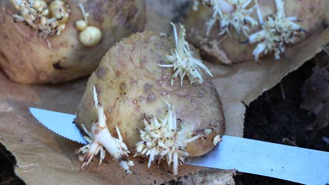 how to grow potatoes