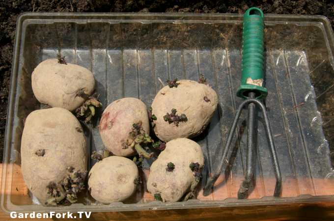 how-to-grow-potatoes-2