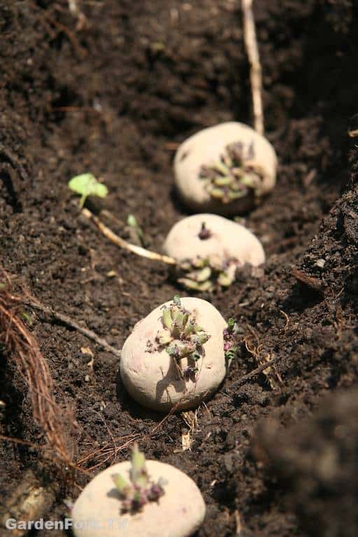 how-to-grow-potatoes-4