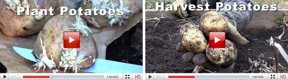 potato video insert plant harvest
