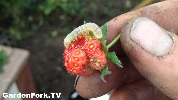 strawberry-pest-id-1