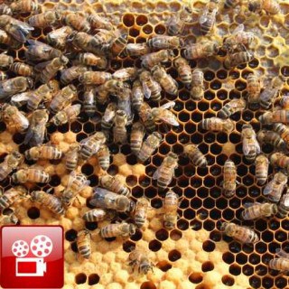 hive inspection