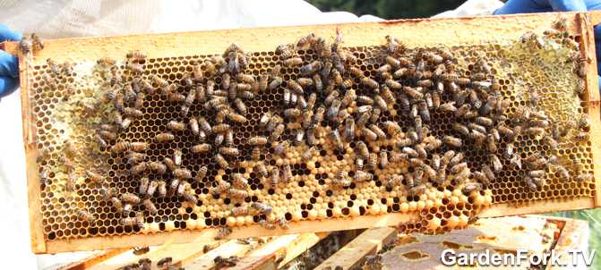 Hive Inspection Beekeeping 101