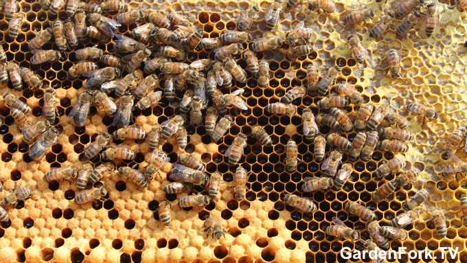 Hive Inspection Beekeeping 101