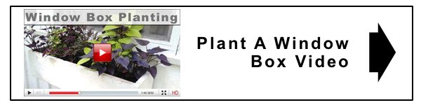 watch more plant a window box video