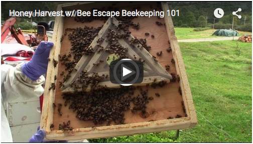 Bee Escape Video