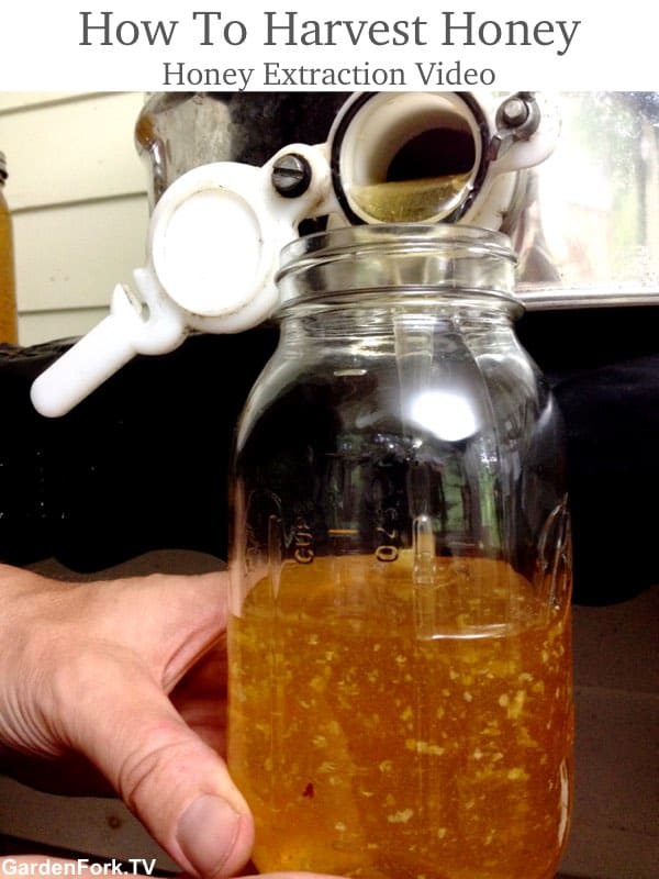 How To Harvest Honey