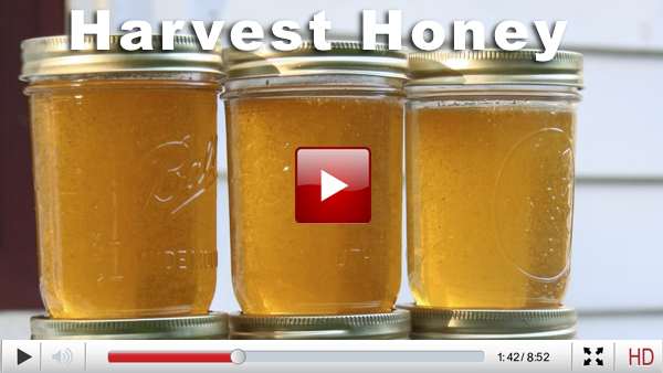 honey harvest email