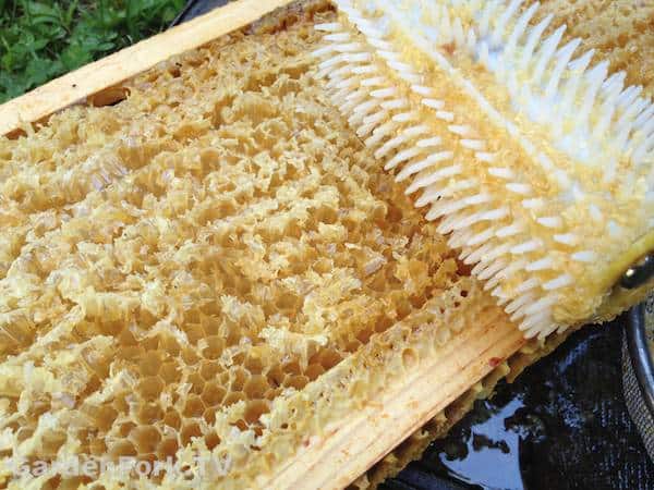 Honey Harvesting