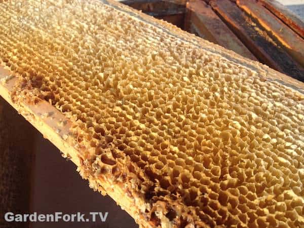 Honey Harvesting