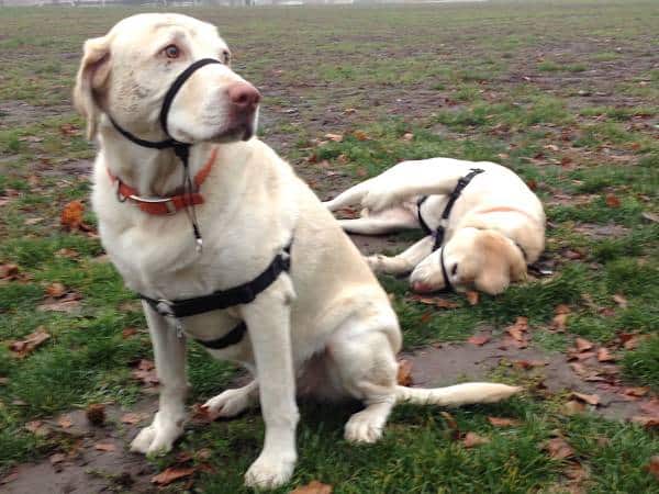 Gentle Leader Dog Collar