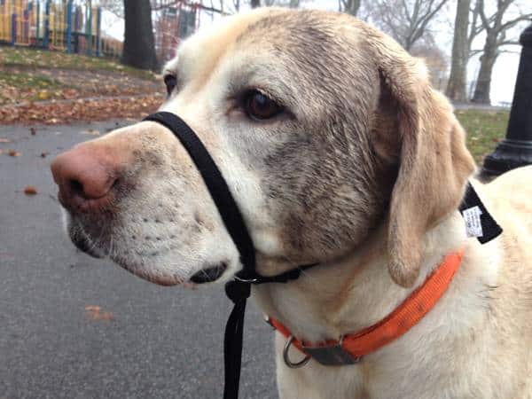 gentle-leader-dog-collar