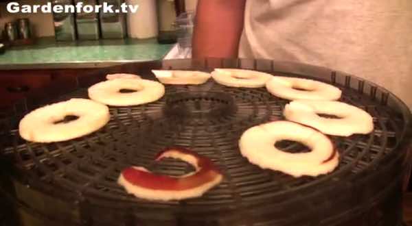 dehydrating apples