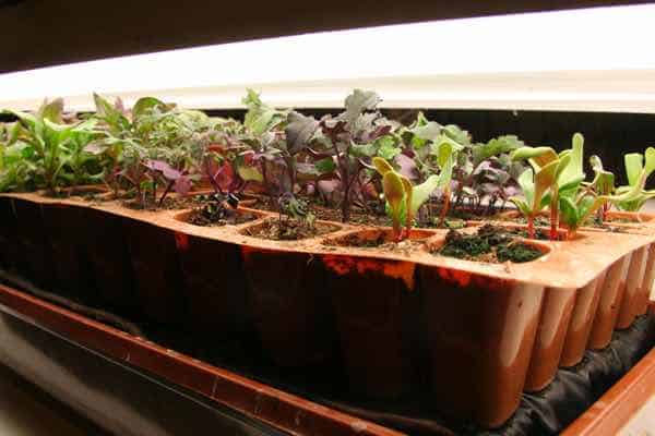 Build A Grow Light