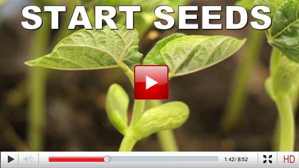 seed starting 2016 email