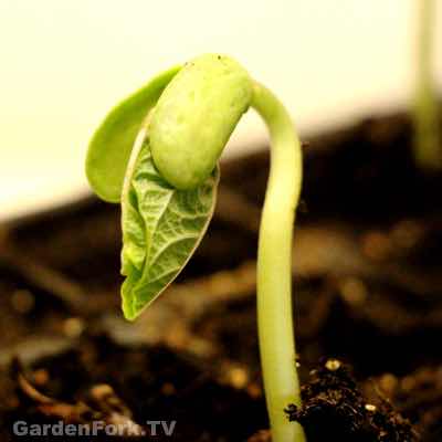 Start Seeds Indoors