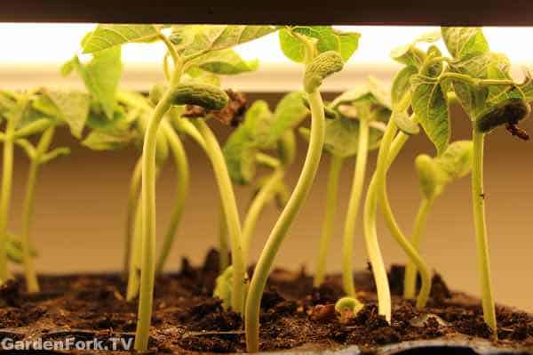 Start Seeds Indoors