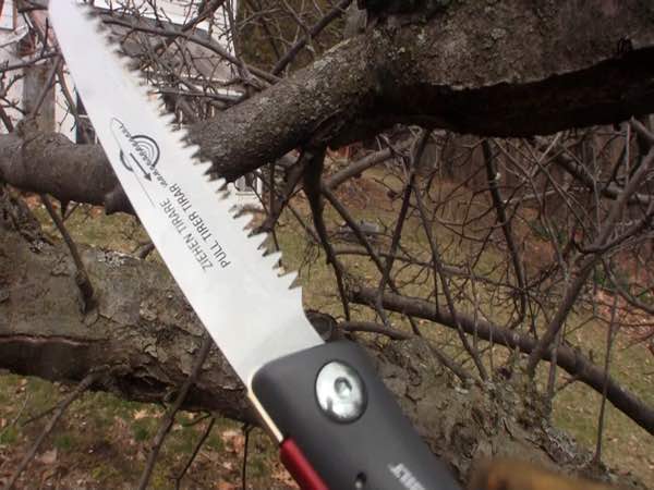 How To Prune A Tree