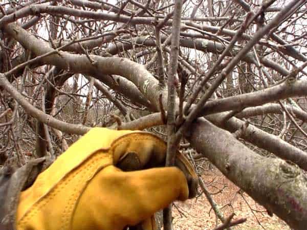 How To Prune A Tree