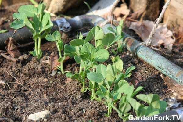 how-to-grow-peas-1