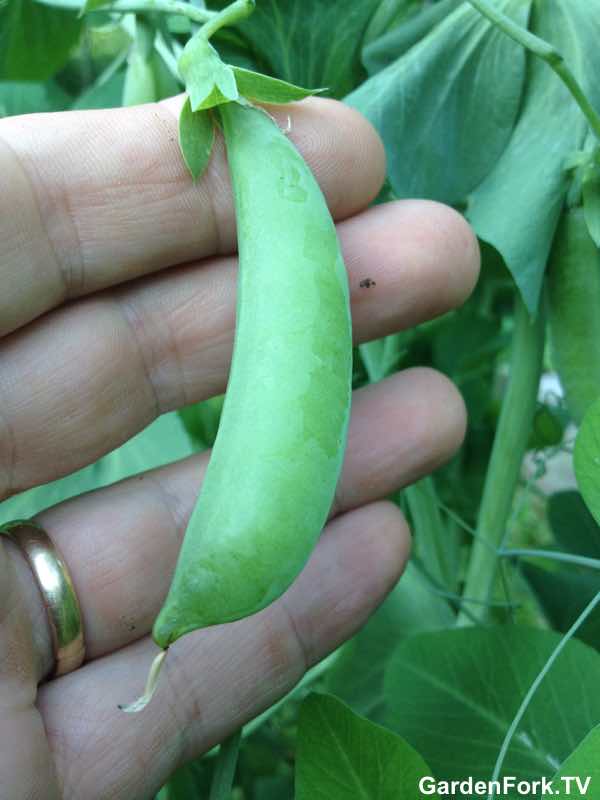 how-to-grow-peas-2