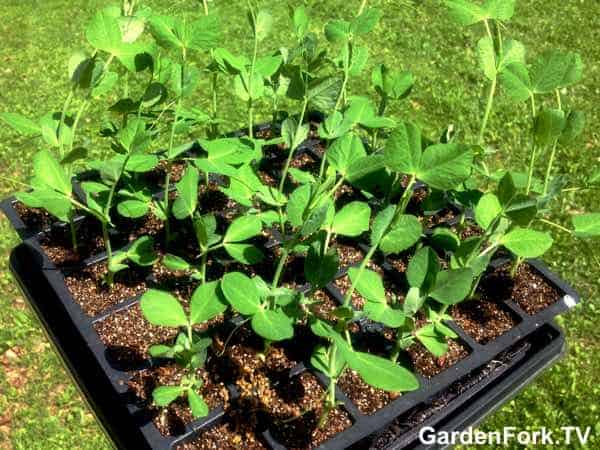 How To Grow Peas