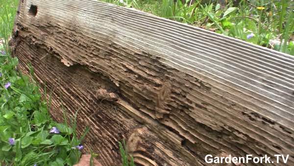 Untreated wood exposed to soil.