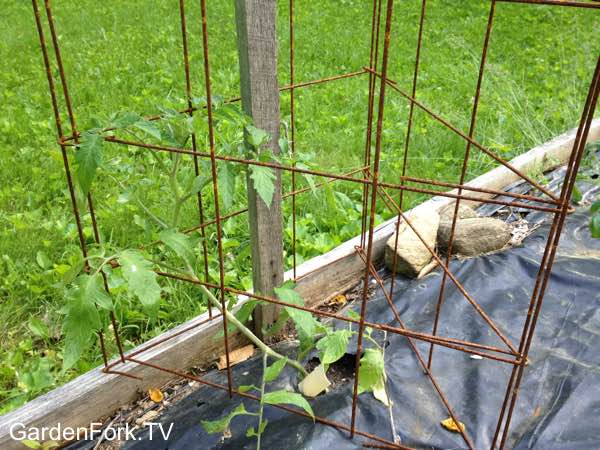 Best Homemade Tomato Cages