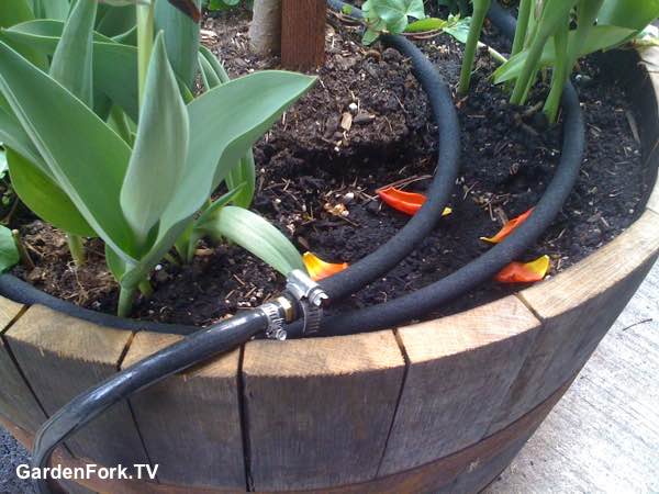 drip irrigation for a container garden