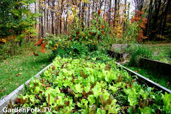 Grow Salad Greens In Fall and Winter