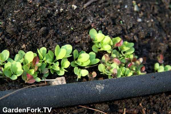 Grow Salad Greens In Fall and Winter
