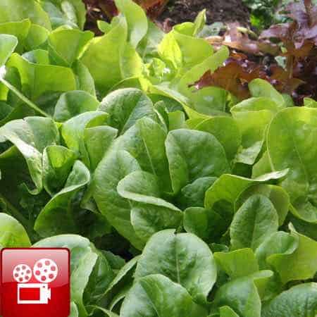 Grow Salad Greens In Fall And Winter