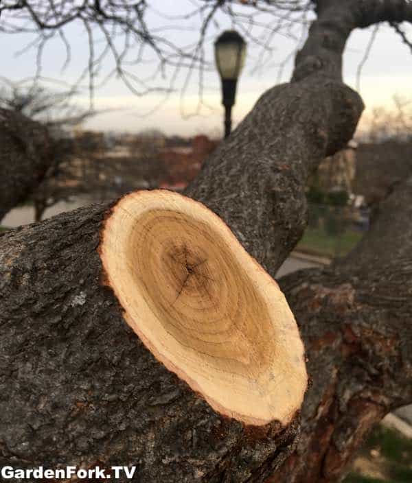 Tree Pruning How To