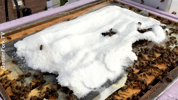 Winter Beehive Inspection Video