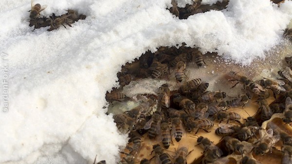 Winter Beehive Inspection Video