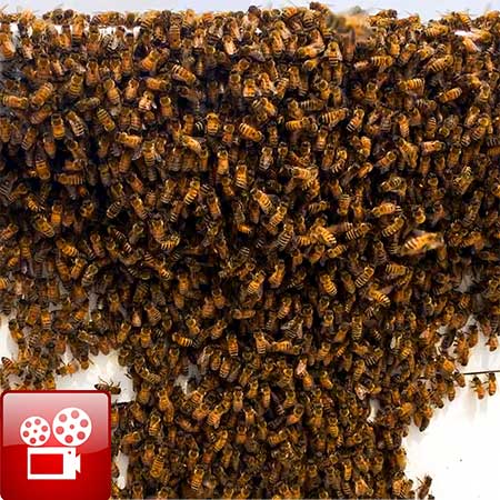 beehive swarm
