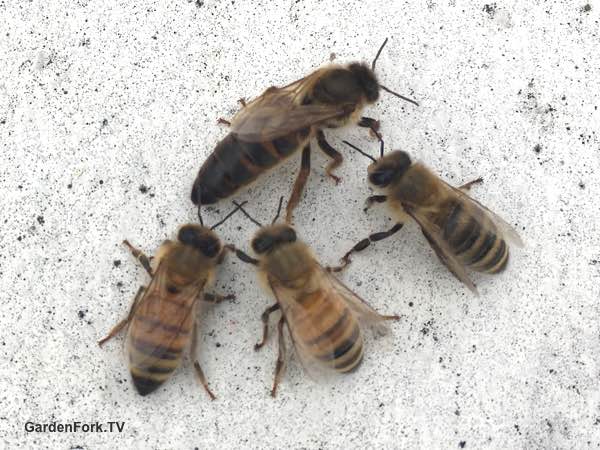 beehive swarm